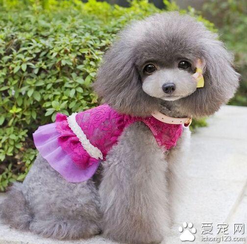 为什么狗怕太阳光 可能是你的狗狗感冒了