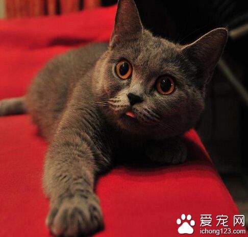 英国短毛猫怎么样 它们性格稳重温和