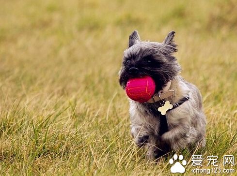 凯安梗的日常护理 毛发打理好就变美美的