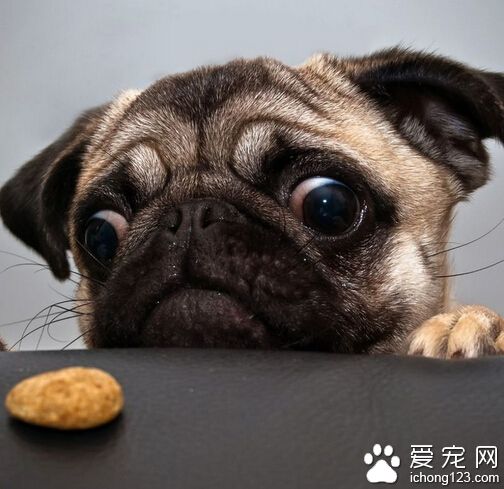 养狗的好处和坏处 利与弊都有的两面性