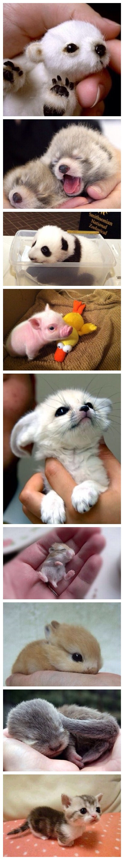 一些刚来到这个世界的小家伙们