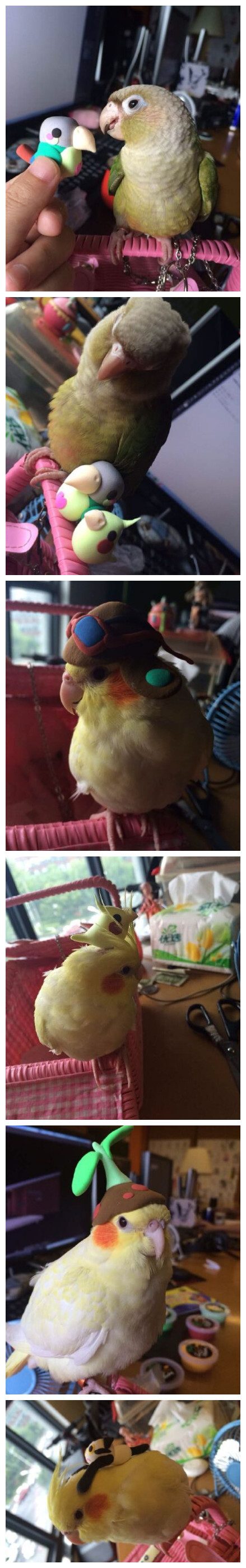 经长时间鉴定我家主人是个无聊的逗逼！！ 确信无疑！！ 心好累…