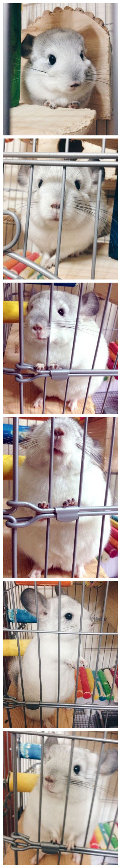 各种角度的泡芙〜论宠物也有拍照角度的重要性。