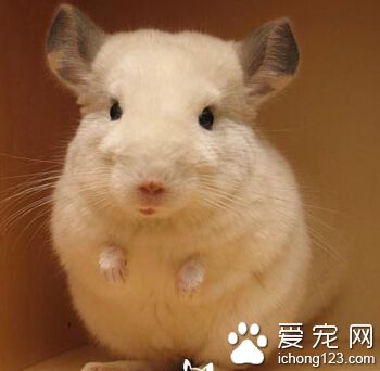 龙猫怎么分公母 最有效的方法观察生殖器官