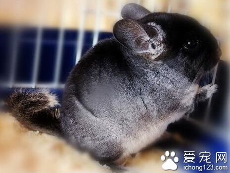 宠物龙猫好养吗 生活非常有规律的小动物