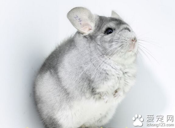 龙猫的寿命 龙猫中暑严重可至死亡