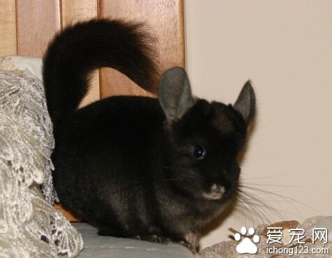 龙猫晚上吵吗 睡前和它玩一会消耗他的体力