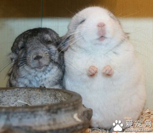 龙猫打喷嚏怎么办 后期坚持用药很重要