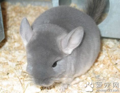 龙猫哪里有卖 爱干净而且容易饲养