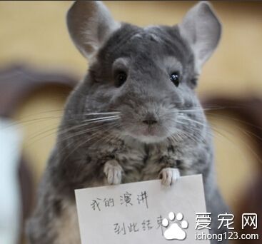 龙猫在哪里买 龙猫小时候和大的仓鼠有点像