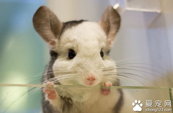 龙猫多少钱一只 美国的龙猫体系很严格规范