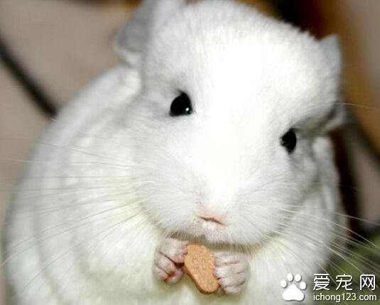 龙猫可以放养吗 龙猫放养确实存在一定弊端的