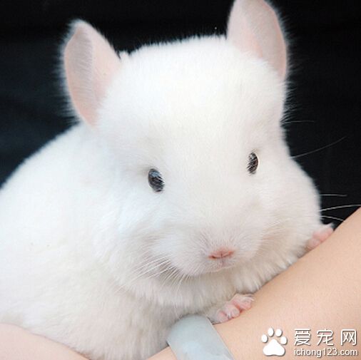 龙猫吃什么 以主粮为主可以配合着吃牧草