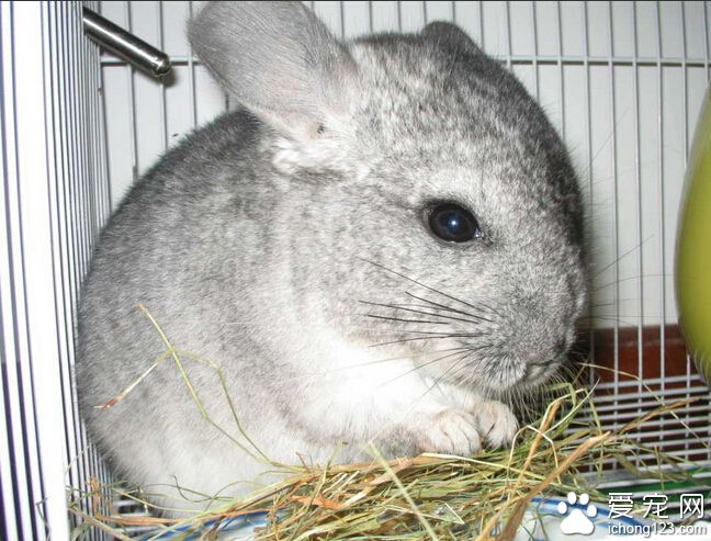 龙猫怎么养 每天观察确定龙猫的食欲和消化正常