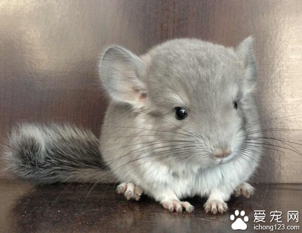 如何饲养龙猫 了解饲养南美洲栗鼠时的注意事项