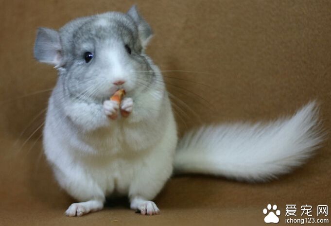 龙猫大概多少钱一只 价格会因产地而有所不同