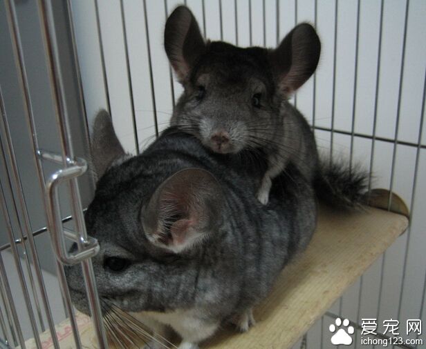 龙猫好饲养吗 龙猫爱干净但是又怕水