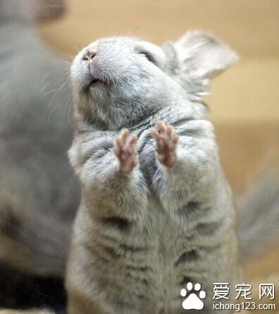 宠物龙猫多少钱一只 中国产的灰色龙猫最低档次