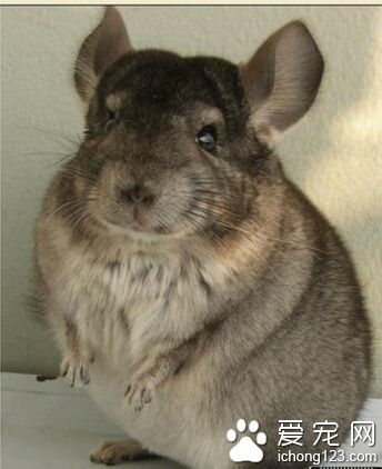 龙猫为什么那么贵 符合家居宠物的标准