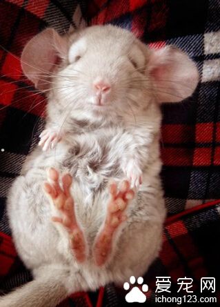 龙猫是什么动物 拥有世界上最浓密的毛皮