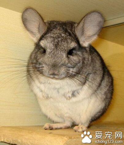 龙猫和仓鼠的区别 体形上看龙猫比仓鼠大很多