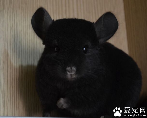 龙猫聪明吗 个性犹如小孩子甚至有表情