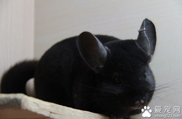 龙猫属于什么科 啮齿豪猪亚目南美洲栗鼠科