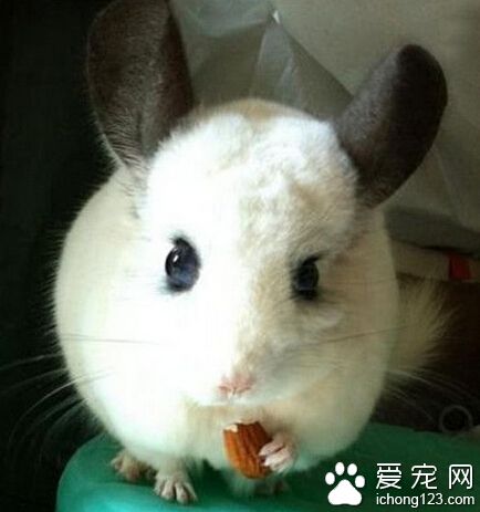 龙猫能长多大 已知最大的龙猫是皇帝龙猫