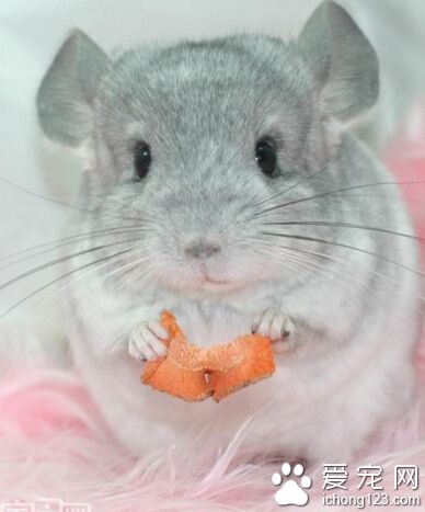 龙猫寿命多长 其寿命在啮齿类动物中最长