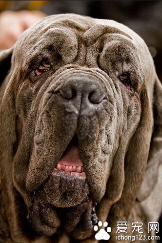 马士提夫犬哪里卖 马士提夫犬目前国内很少