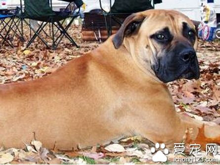 马士提夫犬的喂食要点 主食中可加鱼骨粉或钙粉