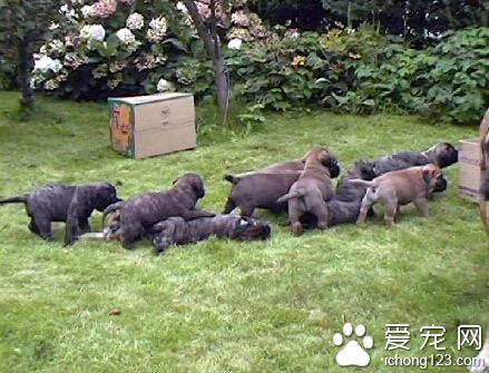 马士提夫犬好养吗 大型犬要注意补钙的问题