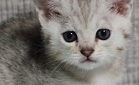 英国短毛猫多少钱 生活中的最佳伴侣