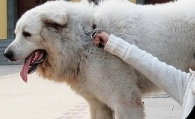 大白熊是什么狗 性格和善具有王者之气