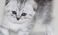 英国短毛猫的颜色 不同毛色瞳孔色不一样