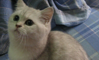 英国短毛猫怎么样 它们性格稳重温和