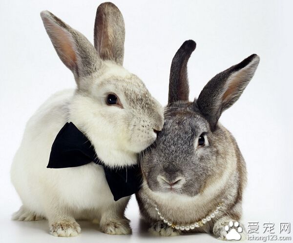 兔子吃什么饲料 干草比新鲜蔬菜更适合