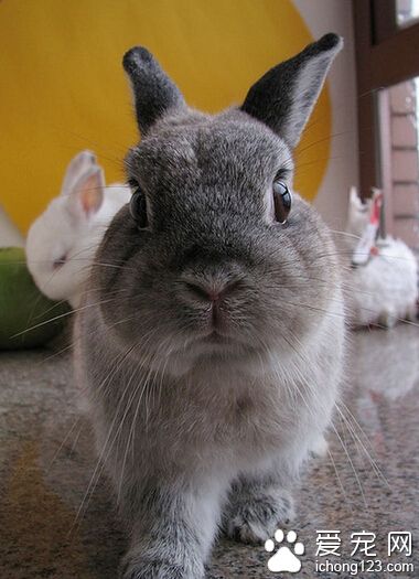兔子能吃什么 应该注意喂养的食物