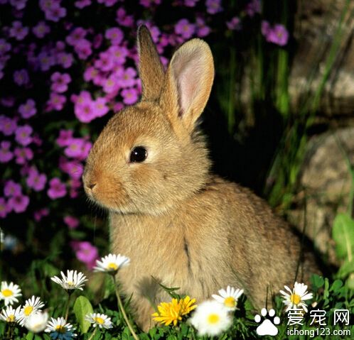 怎么训练兔子大小便 切忌对其打骂