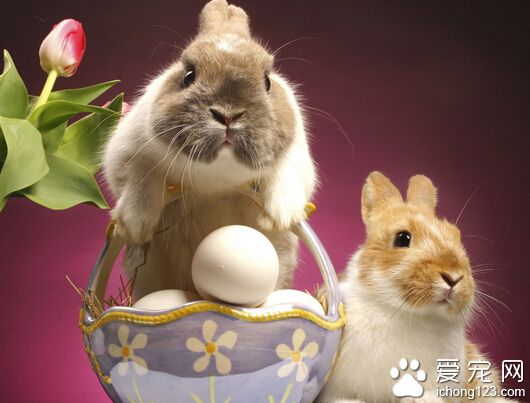 怎么训练兔子 训练兔子需要很多耐心