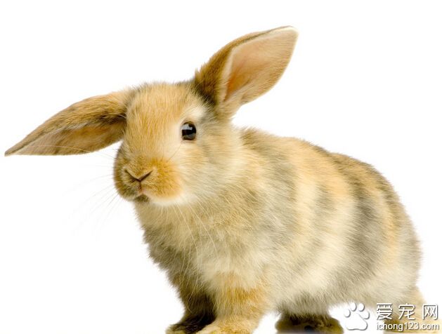 如何训练兔子大小便 厕所不要离活动范围太远
