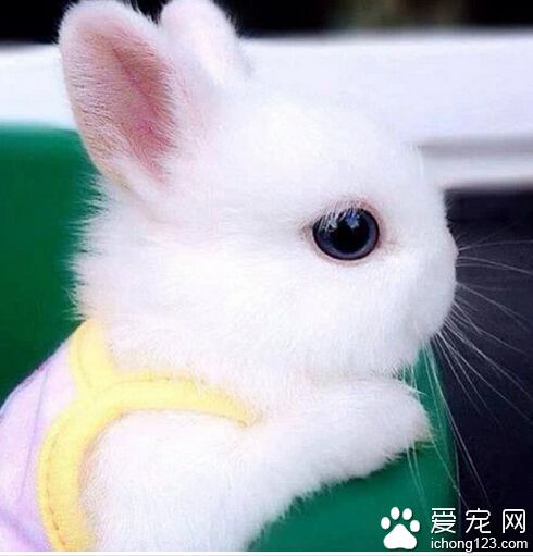 如何训练兔子 一般的方法用食物来引诱