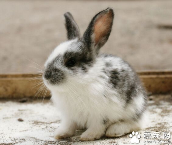 怎样训练兔子 犯错误要及时给予教训