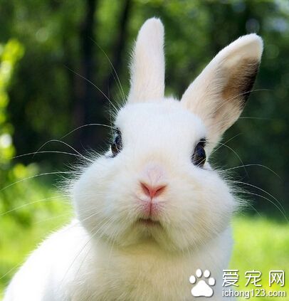 兔子拉稀怎么办 兔兔拉肚子常见原因