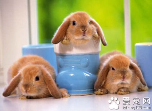荷兰垂耳兔聪明吗 怕潮湿喜欢清洁