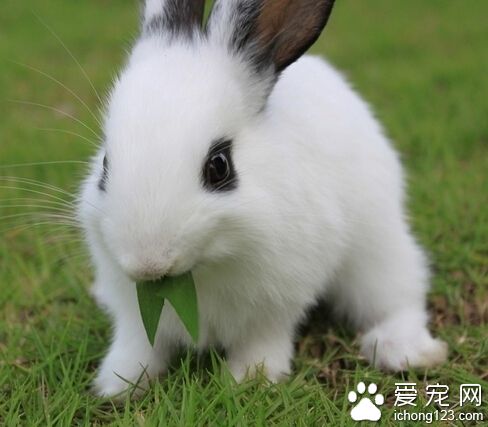 兔子拉稀怎么治疗 针对不同病因的治疗方法