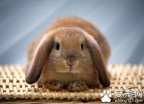 荷兰垂耳兔臭吗 动物的排泄物都挺臭