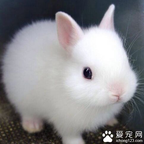 兔子拉稀会死吗 兔子拉稀严重会致死