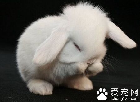荷兰垂耳兔的寿命 门齿是年龄鉴别的标志