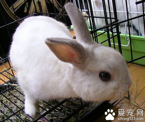 小兔子拉稀了怎么办 根据便便的形态判断病因